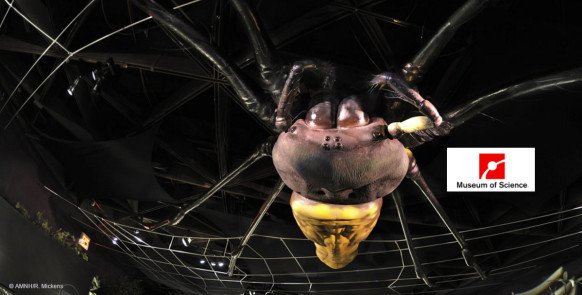 Boston’s Museum of Science: Newest Exhibit-Spider’s Alive!
