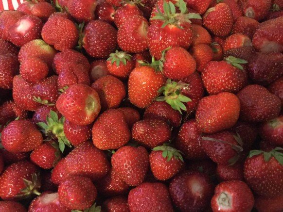 PYO Strawberries: Devriendt Farm