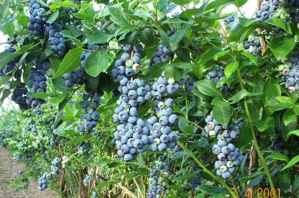 Blueberry Picking: Berry Good Farm